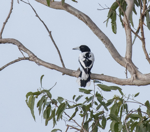 Hooded Butcherbird (Cracticus cassicus), photo 2