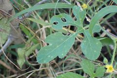 Cucumis anguria, photograph author not stated, no rights reserved