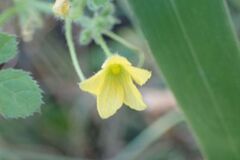 Cucumis anguria, photograph author not stated, no rights reserved