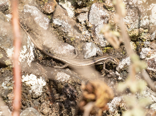 Cryptoblepharus yulensis observed 2026-06-09