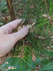 Pinus glabra