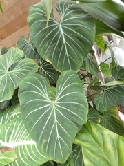 Philodendron gloriosum