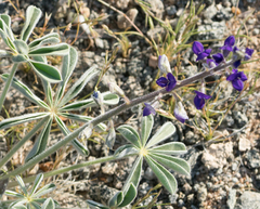 Lupinus shockleyi