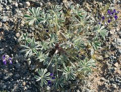 Lupinus shockleyi