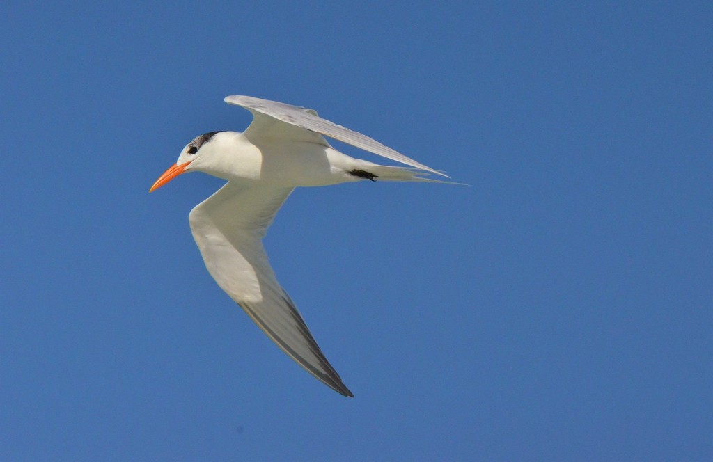 Royal Tern from Trinidad, Cuba on February 11, 2015 at 03:27 AM by gery ...