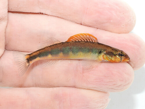 Gilt darter (Percina evides) — Percidae — 2