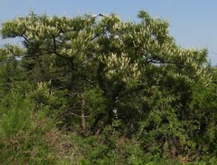 Eysenhardtia polystachya