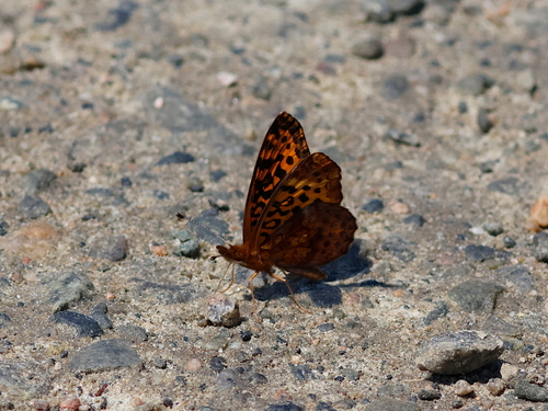 Meadow Fritillary