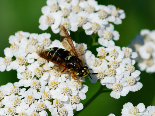 Stratiomys badia