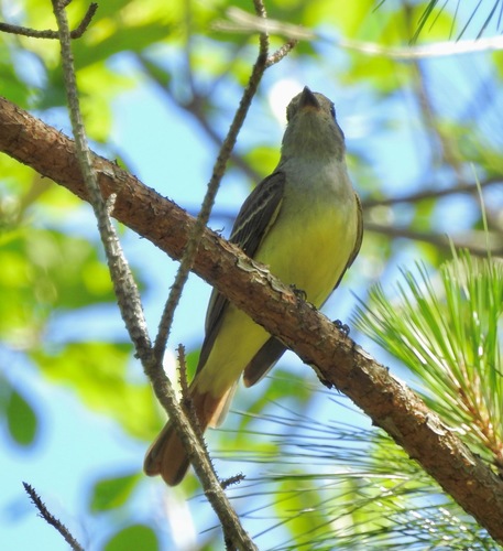 Tyrannidae image