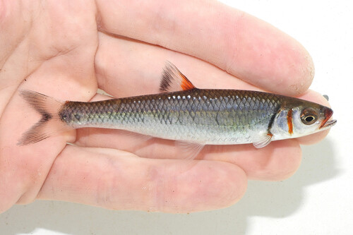 Warpaint shiner (Luxilus coccogenis) — Cyprinidae — 2