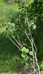 Allowissadula lozanoi