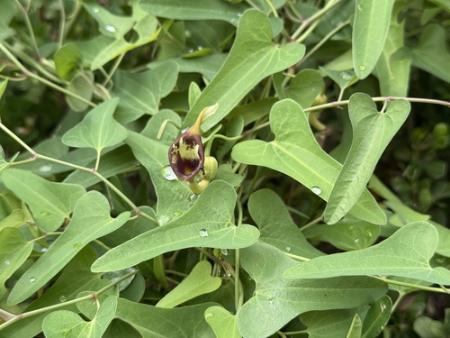 Aristolochia debilis, photograph 5