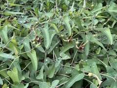 Jane Charlen, CC BY, iNaturalist via GBIF Aristolochia debilis, photograph Jane Charlen, CC BY, iNaturalist via GBIF