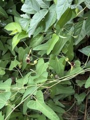 Jane Charlen, CC BY, iNaturalist via GBIF Aristolochia debilis, photograph Jane Charlen, CC BY, iNaturalist via GBIF