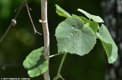 Allowissadula lozanoi