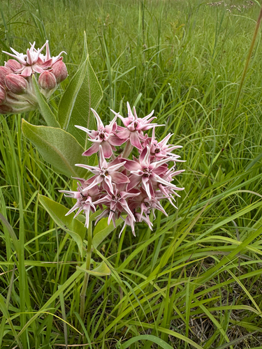 showy milkweed