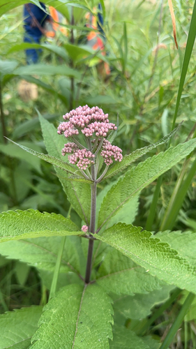 spotted Joe-Pye weed