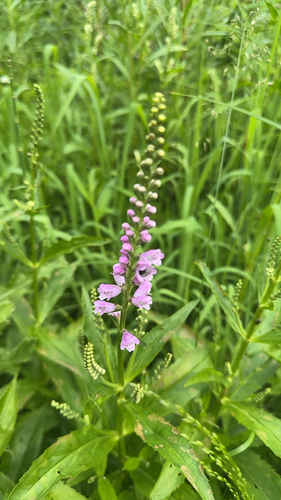 obedient plant