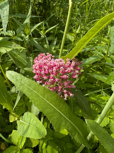 swamp milkweed