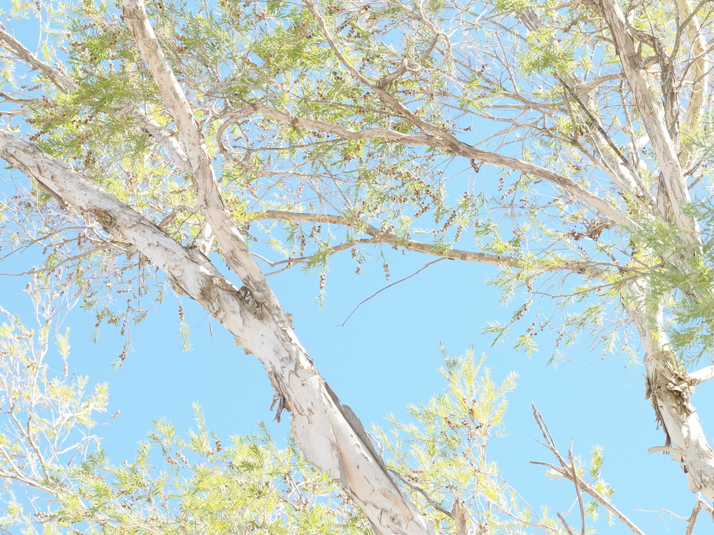 Melaleuca trichostachya; photograph (c) Thomas Mesaglio, some rights reserved (CC BY)