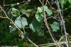 Allowissadula lozanoi