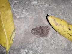 Rhinella major