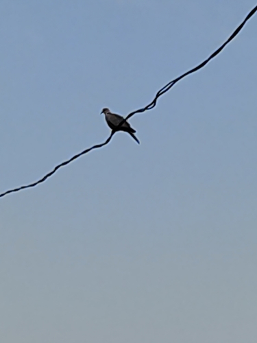Eurasian Collared-Dove