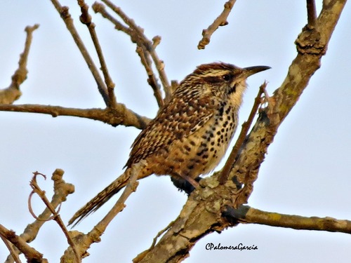 Spotted Wren
