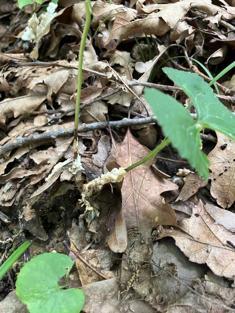 enveloping crust · July 2026 · photo: Photo: no rights reserved · iNaturalist