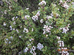 Ceanothus sonomensis