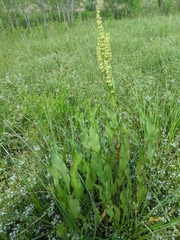 Rumex chrysocarpos