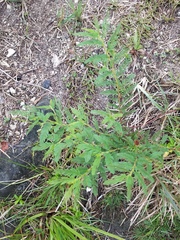 Chamaecrista nictitans aspera