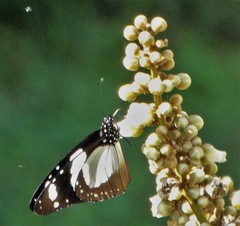 Amauris ochlea ochlea