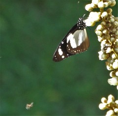 Amauris ochlea ochlea