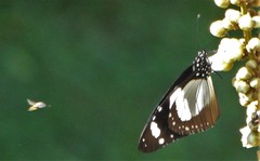 Amauris ochlea ochlea