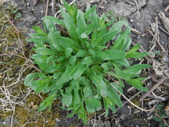 Lepidium campestre