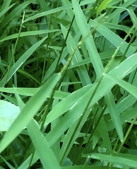 Leersia