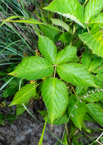 Rubus laudatus, photograph 2