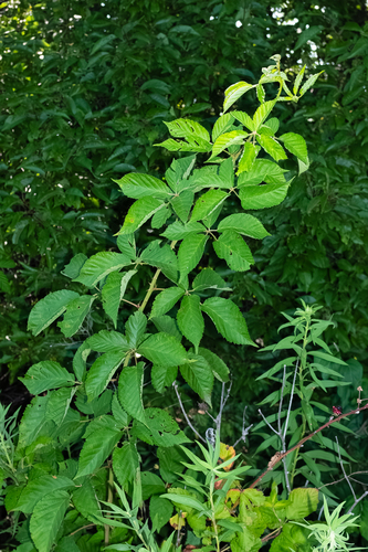 Rubus laudatus