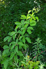 Rubus laudatus