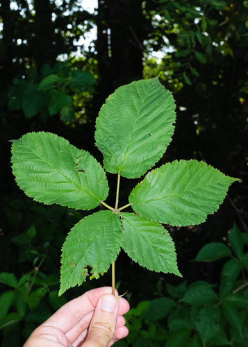 Rubus laudatus, photograph 3