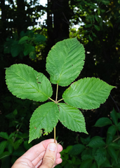 (c) Nathan Aaron, some rights reserved (CC BY) Rubus laudatus, photograph (c) Nathan Aaron, some rights reserved (CC BY)