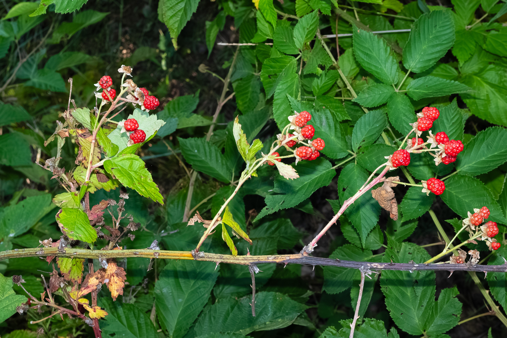 Rubus laudatus; photograph (c) Nathan Aaron, some rights reserved (CC BY)