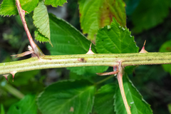 (c) Nathan Aaron, some rights reserved (CC BY) Rubus laudatus, photograph (c) Nathan Aaron, some rights reserved (CC BY)