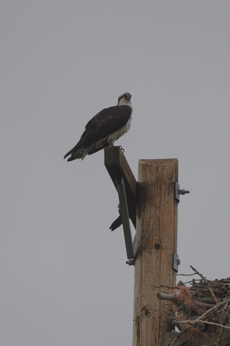 Osprey
