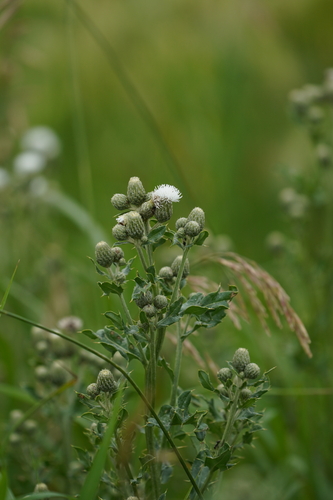 creeping thistle