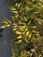 Cupaniopsis anacardioides