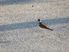 Charadrius vociferus