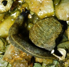 Milacidae